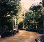 Botanical garden Dr Alfredo Mar&iacute;n Barrier