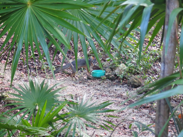 Fox in te garden of Laguna Azul